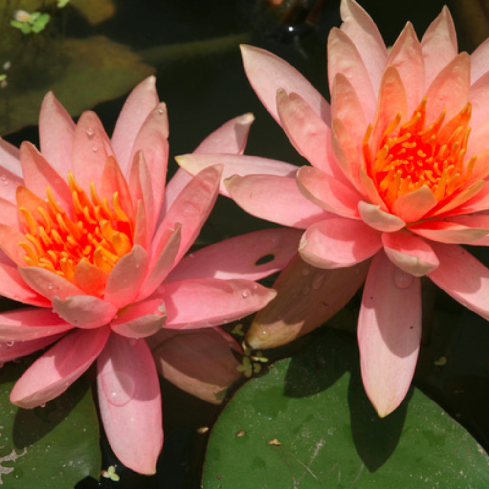 Meet your Posher, Jenny